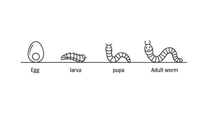 Simple lifecycle diagram of a worm shows egg, larva, pupa, and adult stages for educational or design projects