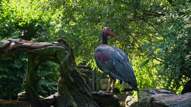 The northern bald ibis, hermit ibis, or waldrapp lat.Geronticus eremita is a migratory bird found in barren, semi-desert or rocky habitats, often close to running water.