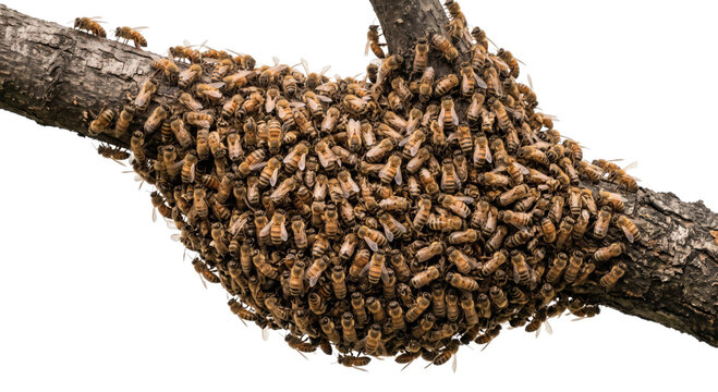 Large swarm of honeybees clustered on a tree branch, natural habitat