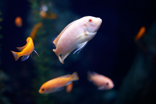 White cichlid with orange companions in dimly lit aquarium