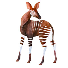 Naklejka premium Watercolor illustration of okapi animal