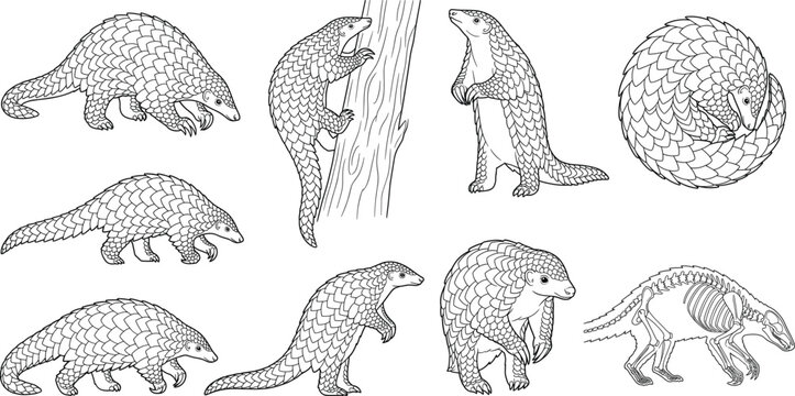 Set of hand drawn pangolin animal vector line art illustrations in various poses