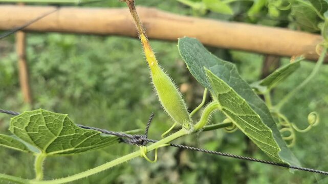 Pointed Gourd Vine With White Flowers And Small Fruits On Trellis Net Close Up