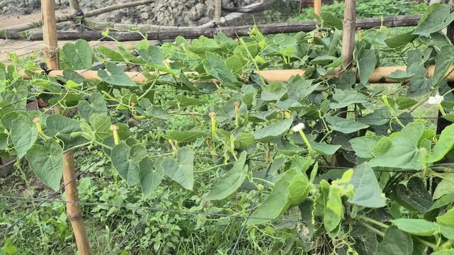 Pointed Gourd Vine Spreading On Bamboo Trellis Net In Farm Close Up Shot