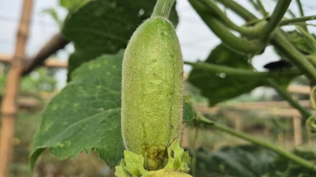 Tiny Young Ash Gourd With Flower Growing On Trellis Macro Close Up Shot
