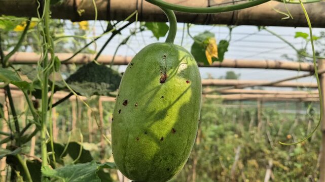 Young Ash Gourd Hanging On Bamboo Trellis In Organic Farm Close Up Medium Shot