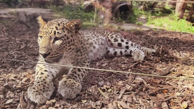A real time video portrait of a leopard lying relaxed. Playfully, it sniffs and looks around. Viewed through a glass pane at M&uuml;nster Zoo. Full view.

