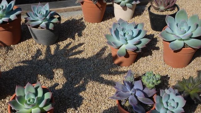 A diverse collection of potted succulent plants basking in bright sunlight, casting interesting shadows on a granular surface, creating a visually appealing arrangement