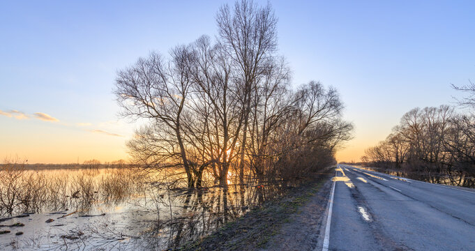 Sunlight glows through bare trees at twilight