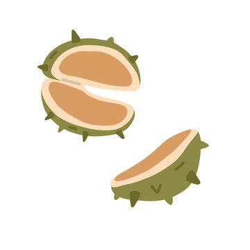 Cute vector illustration of opened chestnut husks with visible edible nuts, drawn in a simple playful style for autumn, harvest, woodland, nature and seasonal food designs.