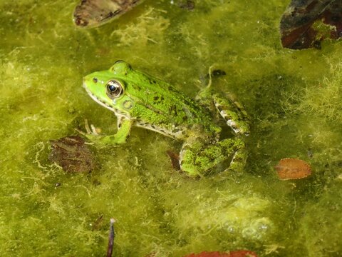 Grenouille