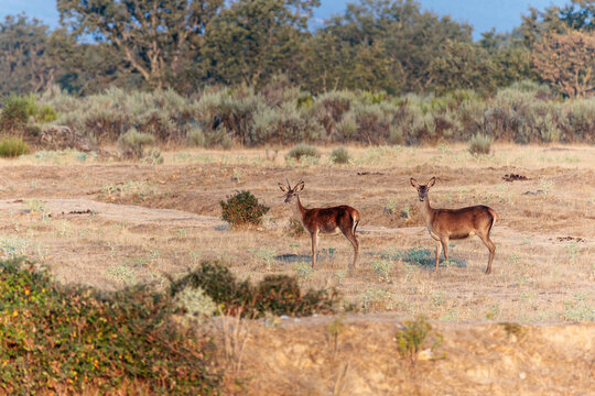 Cervus elaphus. Female and young male common or European red deer in the forest meadow.