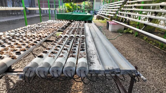 Hydroponic Crop Failure with Withered Plants and Empty Net Pots