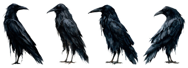 Naklejka premium Dark ravens in various poses, an artistic watercolor illustration depicting spooky halloween creatures and gothic elements, perfect for horror themes and autumn holidays