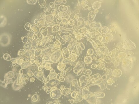 Microscopic view of starch granules in a laboratory sample