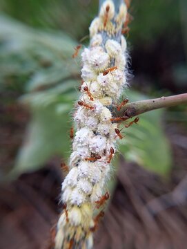 Weaver ants farming mealybug insects for honeydew, agricultural pest concept