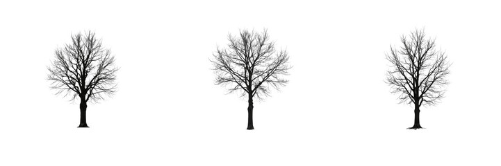 Fototapeta premium Set of Bare Winter Trees with Branches Nature Landscape Elements Graphic Vector Isolated Collection