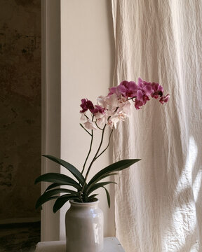 Vanda Orchid Plant on Side Table with Ivory Draped Fabric and Natural Muted Home Interior