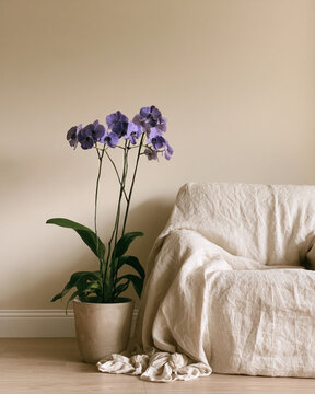 Vanda Orchid Houseplant with Long Strap Leaves and Aerial Roots in a Cozy Beige Room