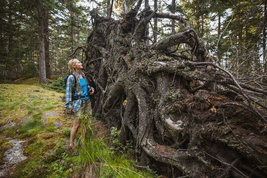 Woman hiker marvels at huge uprooted tree in the Maine woods.
