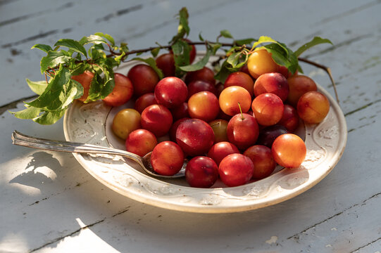 Fresh mirabelle plum Jon the plate