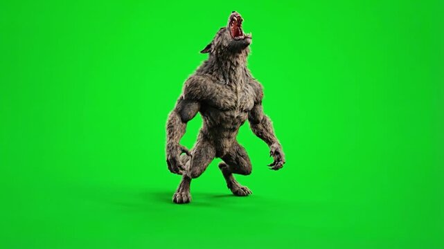 Fierce werewolf roaring in aggressive pose on a green screen background