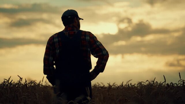 Silhouette of farmer in rural scenery in sunset or sunrise, beautiful landscape. Summer in countryside, growing cereals in farmland, calm and peaceful view, eco farming, harvest season in ranch
