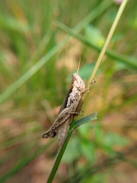 Brown grasshopper resting on wild grass foliage in the garden.