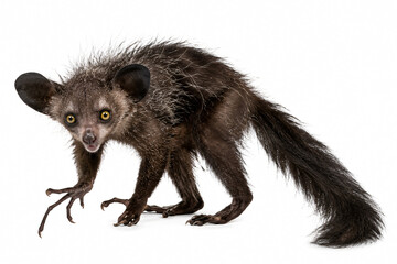 Naklejka premium Full body aye-aye lemur with distinctive large ears, long fingers and bushy tail isolated on a white background