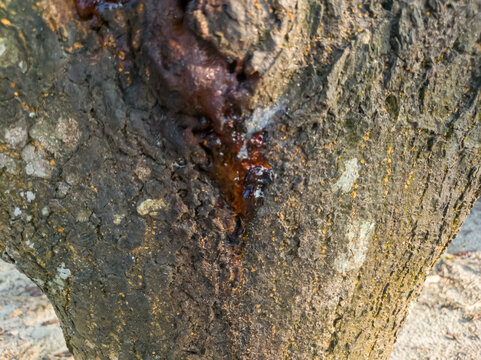 Closeup of tree trunk with sap oozing from a wound in the bark naturally