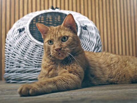 Potrait of  orange cat in  front of a cat cave  looking curious to the camera. Horizontal image. 