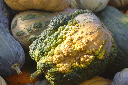 Warty green-and-yellow heirloom squash with textured skin lies among other varieties in autumn sunlight. Conveys specialty crop diversity, botanical form appreciation, and organic heirloom farming.