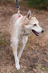 Light Husky dog on the walking © sveten