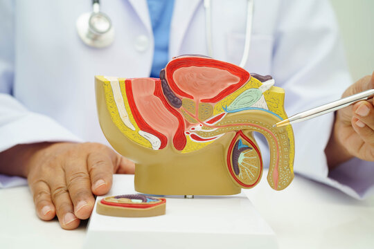 Male reproductive system, Asian doctor holding human anatomy model for study diagnosis and treatment in hospital.