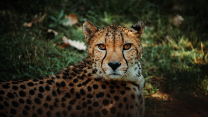 guépard regard © Fourcade.N