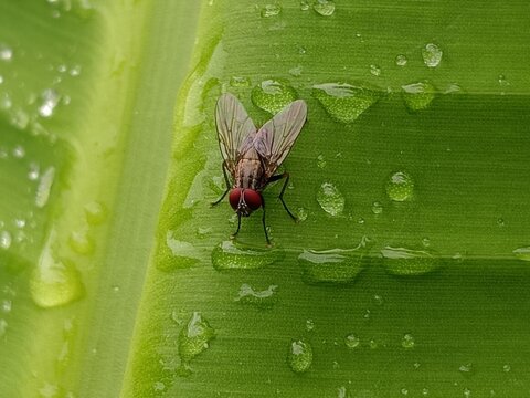 fly on leaf