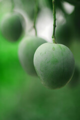 Close-up of fresh green mango hanging on tree branch in soft natural sunlight © turjosarder