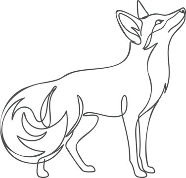 Single wild red fox standing alert, continuous line vulpes wildlife animal mammal