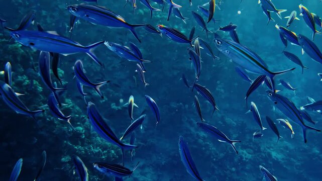 School of yellow and blueback fusiliers swimming in the Red Sea Egypt underwater