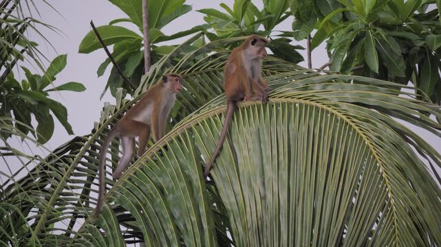 Two wild toque macaques rest and look around from arching coconut palm fronds amid lush tropical foliage in Sri Lanka, filmed in a steady low-angle wildlife shot.