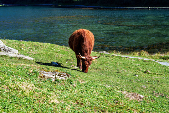 Cows in a meadow by the wonderful altitude lake of Lac d'Estaing in the Lavedan, Hautes-Pyrenees, France.