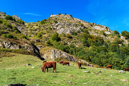 Cows in a meadow by the wonderful altitude lake of Lac d'Estaing in the Lavedan, Hautes-Pyrenees, France.