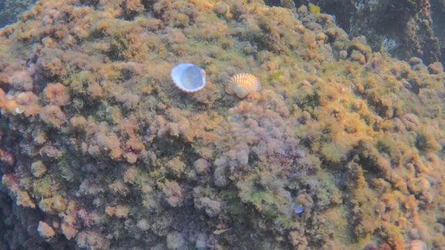 Underwater scene showing two scallop shells resting on a rock covered with diverse marine algae, creating an aquatic ecosystem