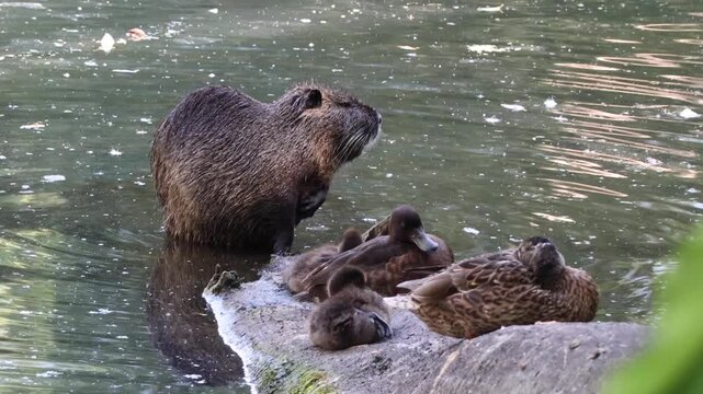 Coypu grooming itself in the water alongside wild ducks, capturing a funny wildlife moment in a natural aquatic environment.