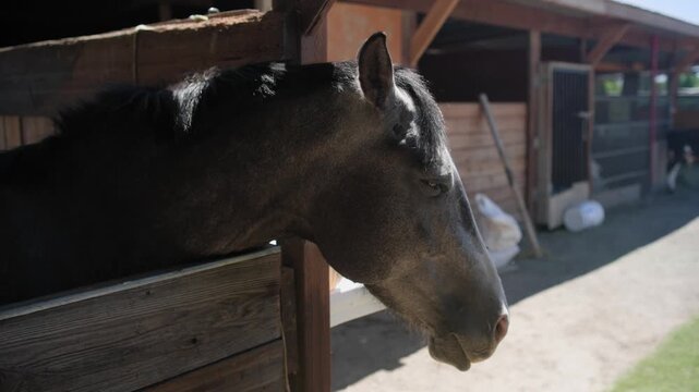A black horse stands calmly inside a rustic stable at a rural ranch surrounded by wooden fencing and farm surroundings