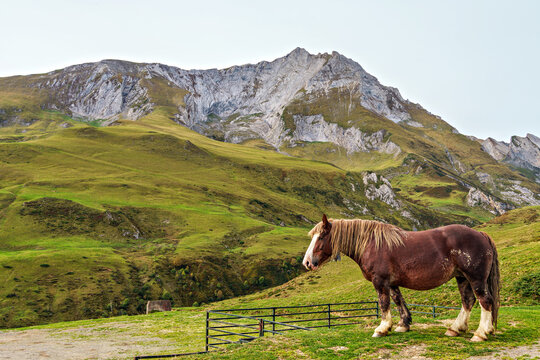 Wild horses at the Col du Soulor, France. Mountain pass in the Pyrenees. Part of the Tour de France