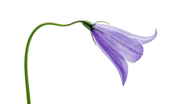Delicate purple bellflower with green stem, isolated on transparent background