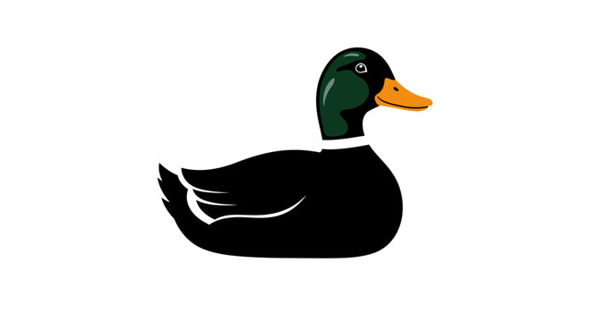 Mallard Duck Illustration Isolated