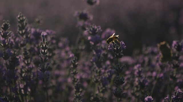Bee lavender flower gathering nectar in purple field during golden hour sunlight for natural springtime and organic floral beauty concept