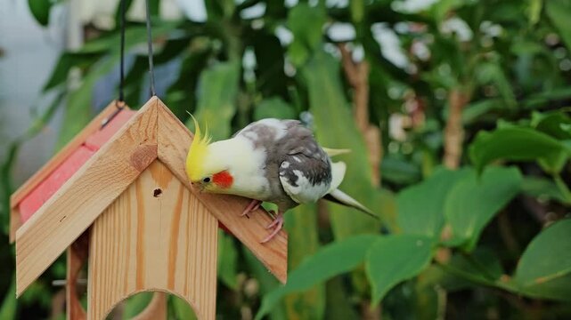 Curious cockatiel enters feeder, cleverly searching for food in wooden shelter